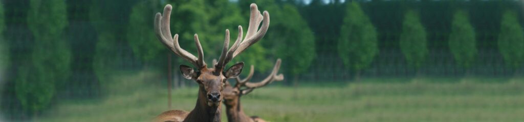 Wolf Creek Elk Ranch