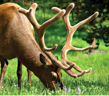History of Elk Antler Velvet