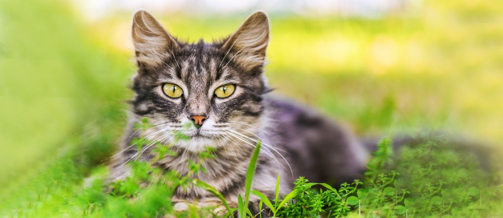 7 Cat Myths You Won’t Believe