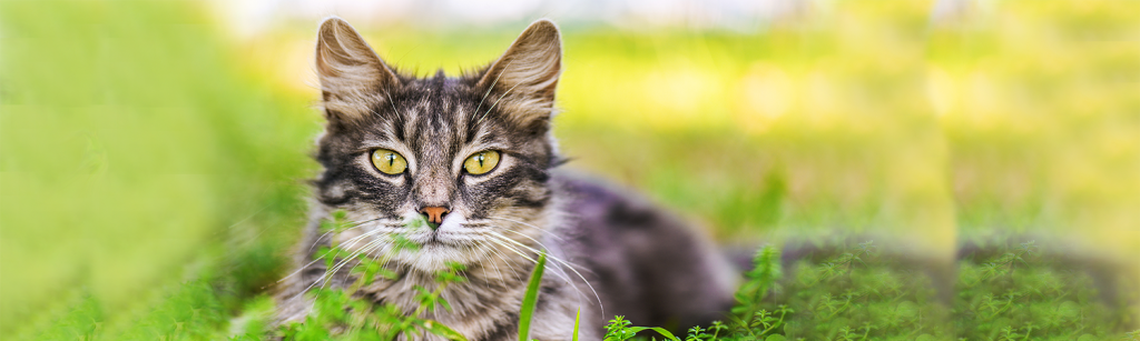 Guide to Helping a Sick Cat: Treatment and Supplements