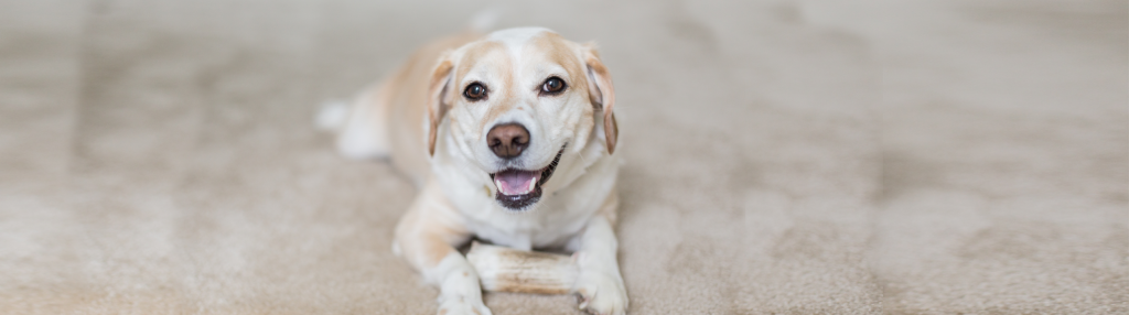 8 Tips for Lengthening Your Dogs Life