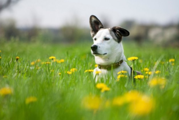 3 Herbal Supplements Your Dog Needs