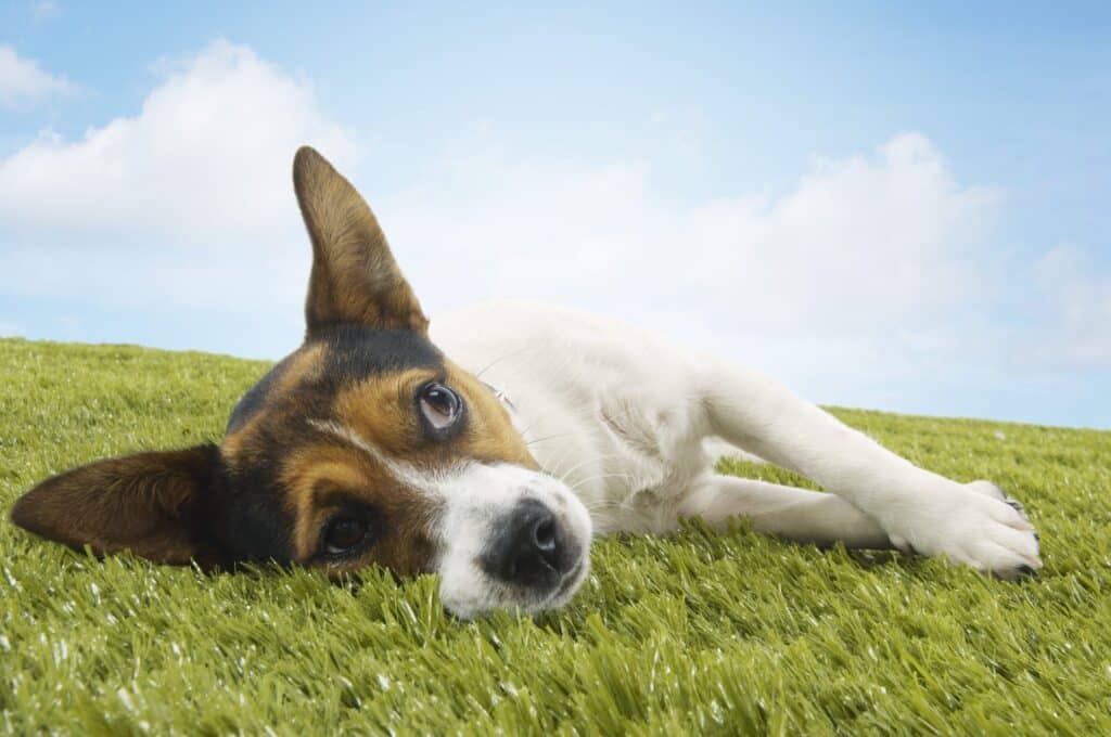 Dog laying in grass