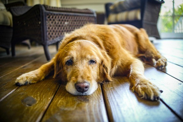 Ginseng: Your Dog’s Ticket to Optimal Health