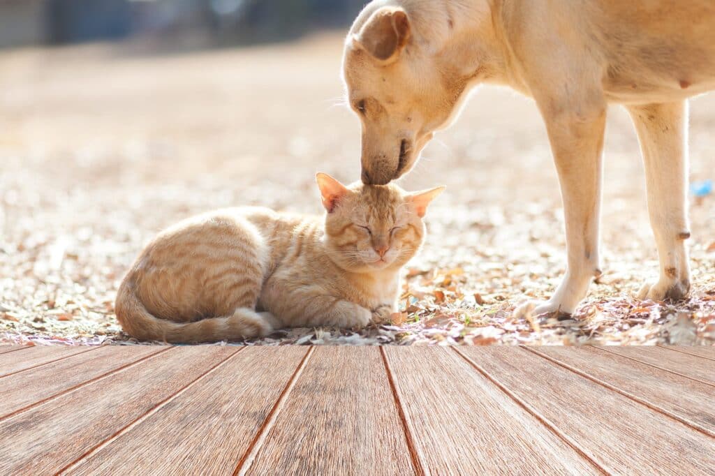 Dog sniffing a cat
