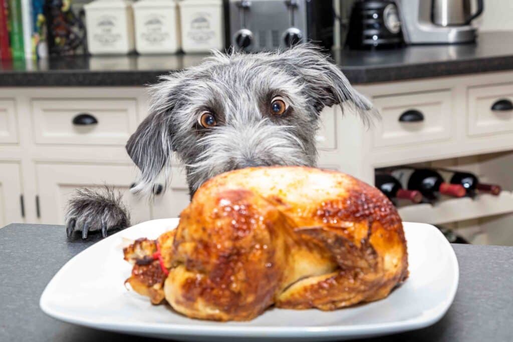 Dog Turkey