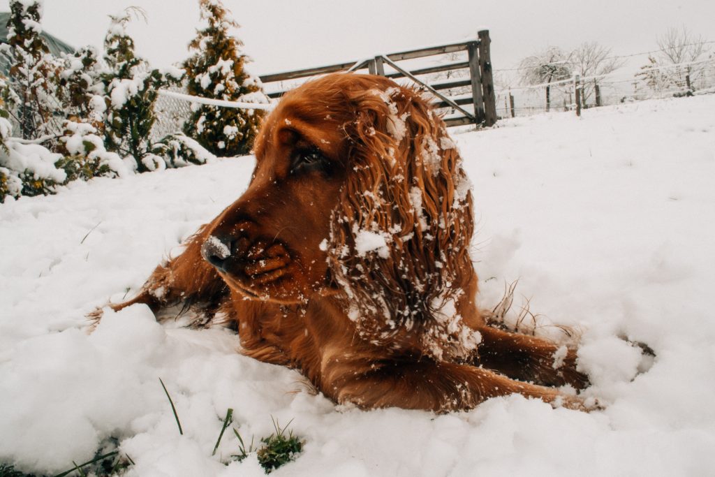 5 Ways to Keep Your Dog Well This Winter