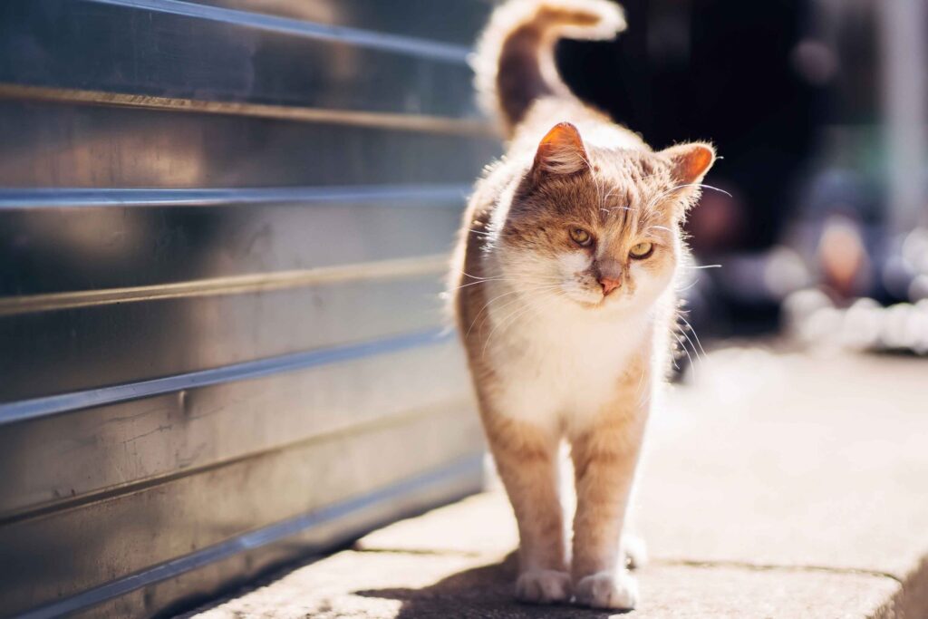 4 Telltale Signs Of An Unhappy Cat