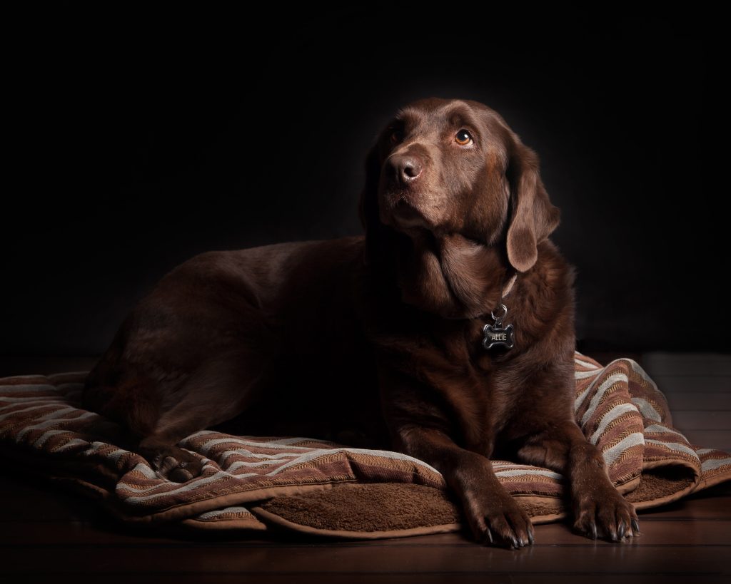 4 Most Important Labrador Health Issues to Be Aware Of