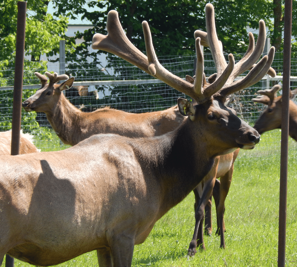 Elk With Large Antlers