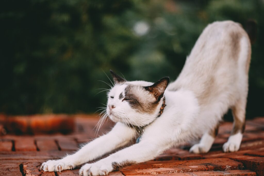 Adorable Animal Cat stretching