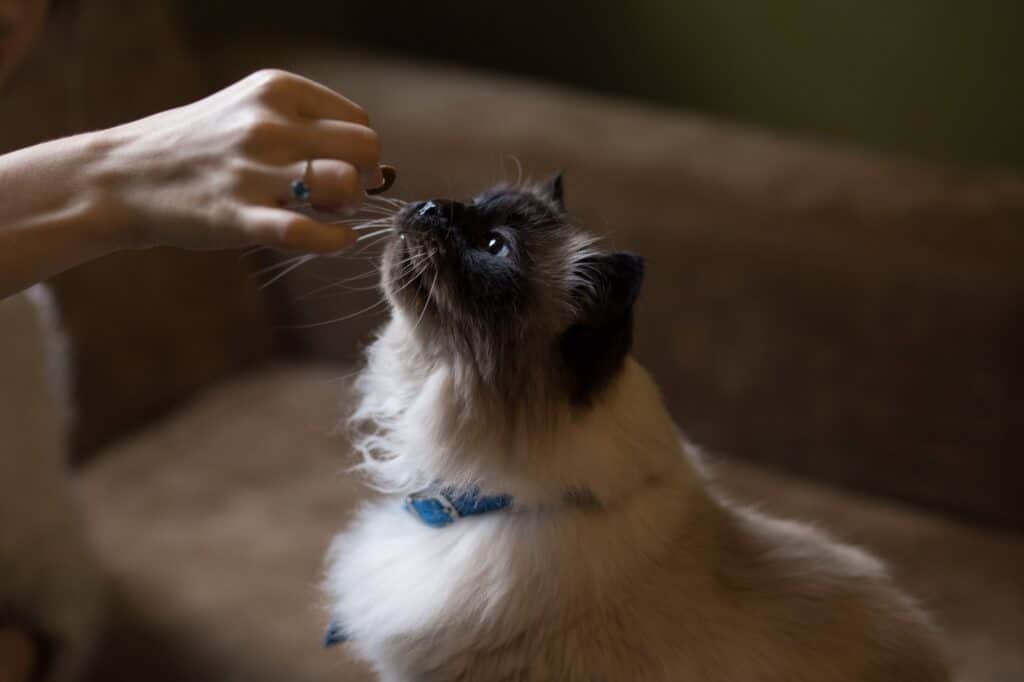 Animal Breed Cat getting a treat