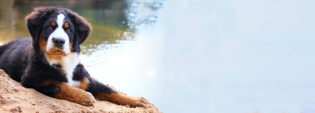 Dog Not Drinking Water 2