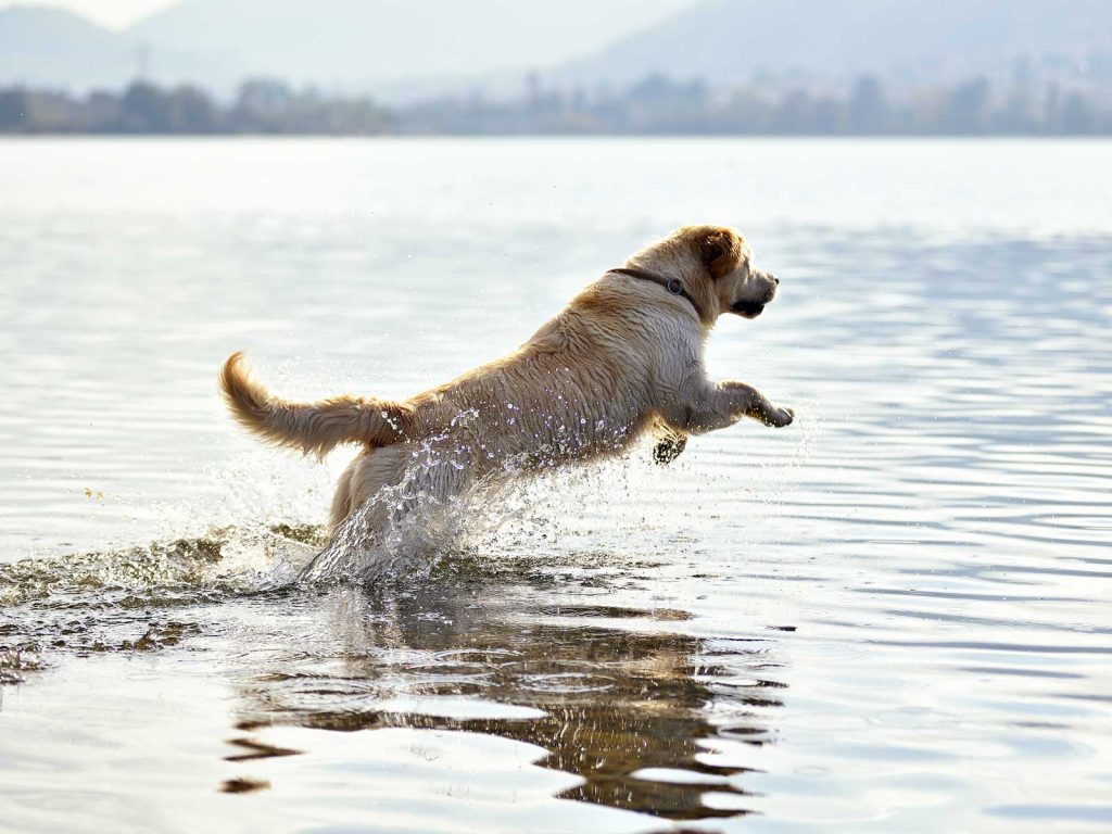 Golden Retriever Dog Running In Water