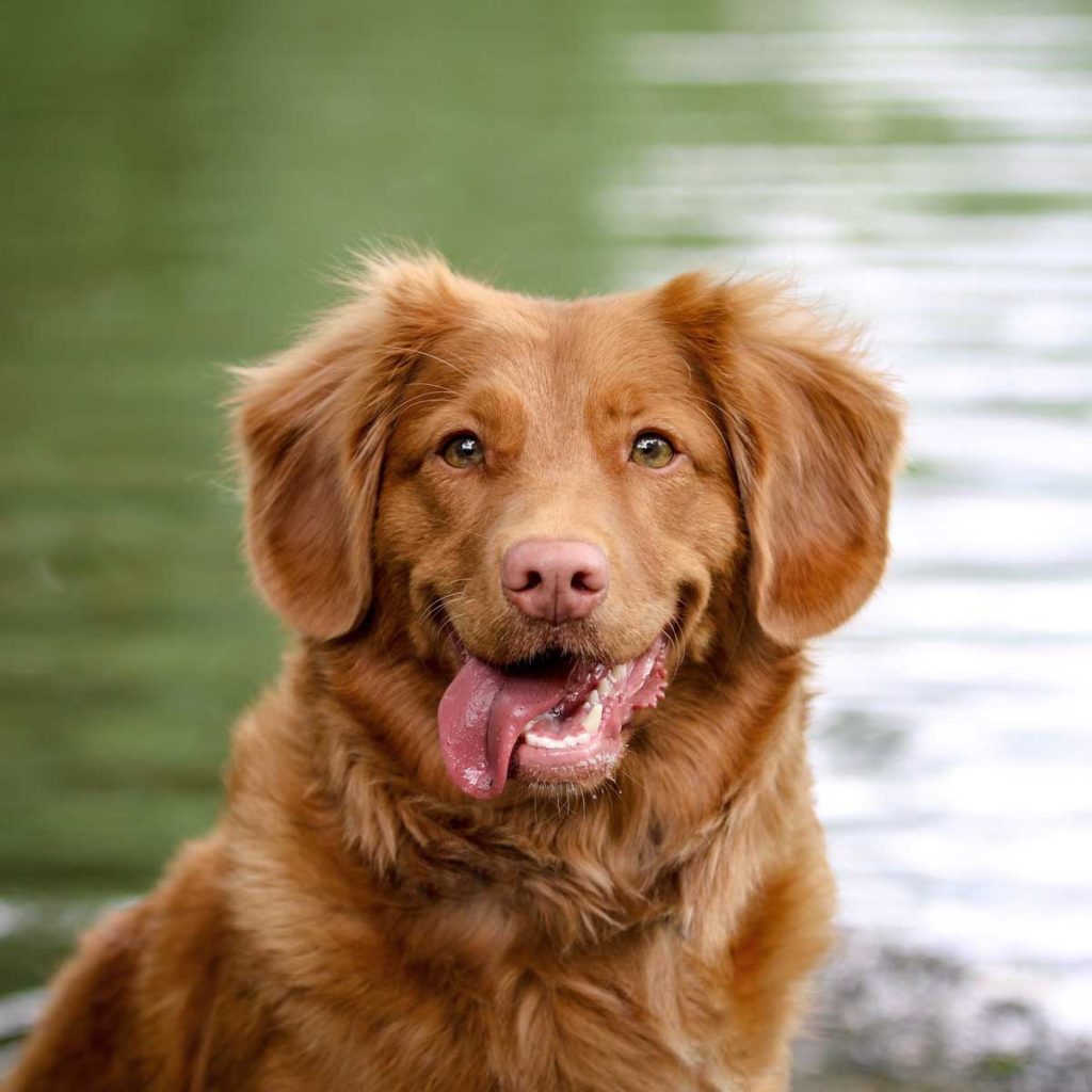 Happy Dog In Grassy Field