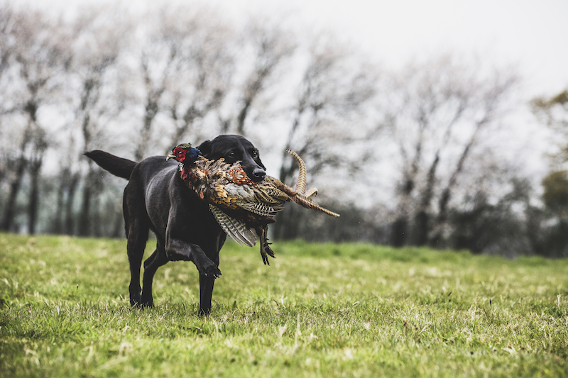 Black Labrador dog running across a field, retrieving pheasant.