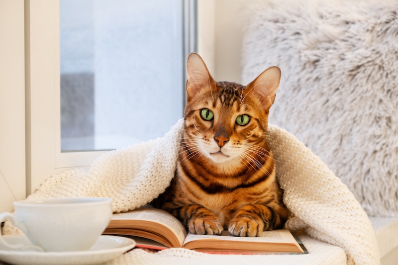 Bengal Cat Reading Book At Home 2022 10 31 04 27 50 Utc