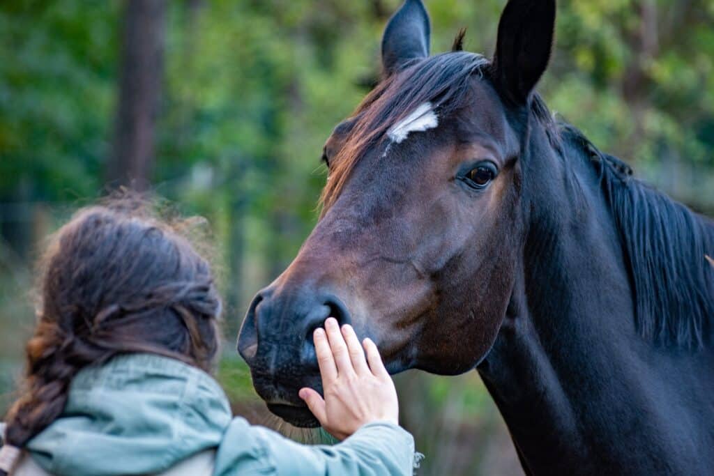 Healthy horse being supported by elk velvet antler supplements